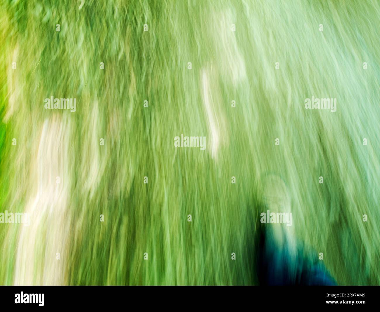 Verschwommene Gräser durch lange Exposition während eines Spaziergangs im Sommer. Stockfoto