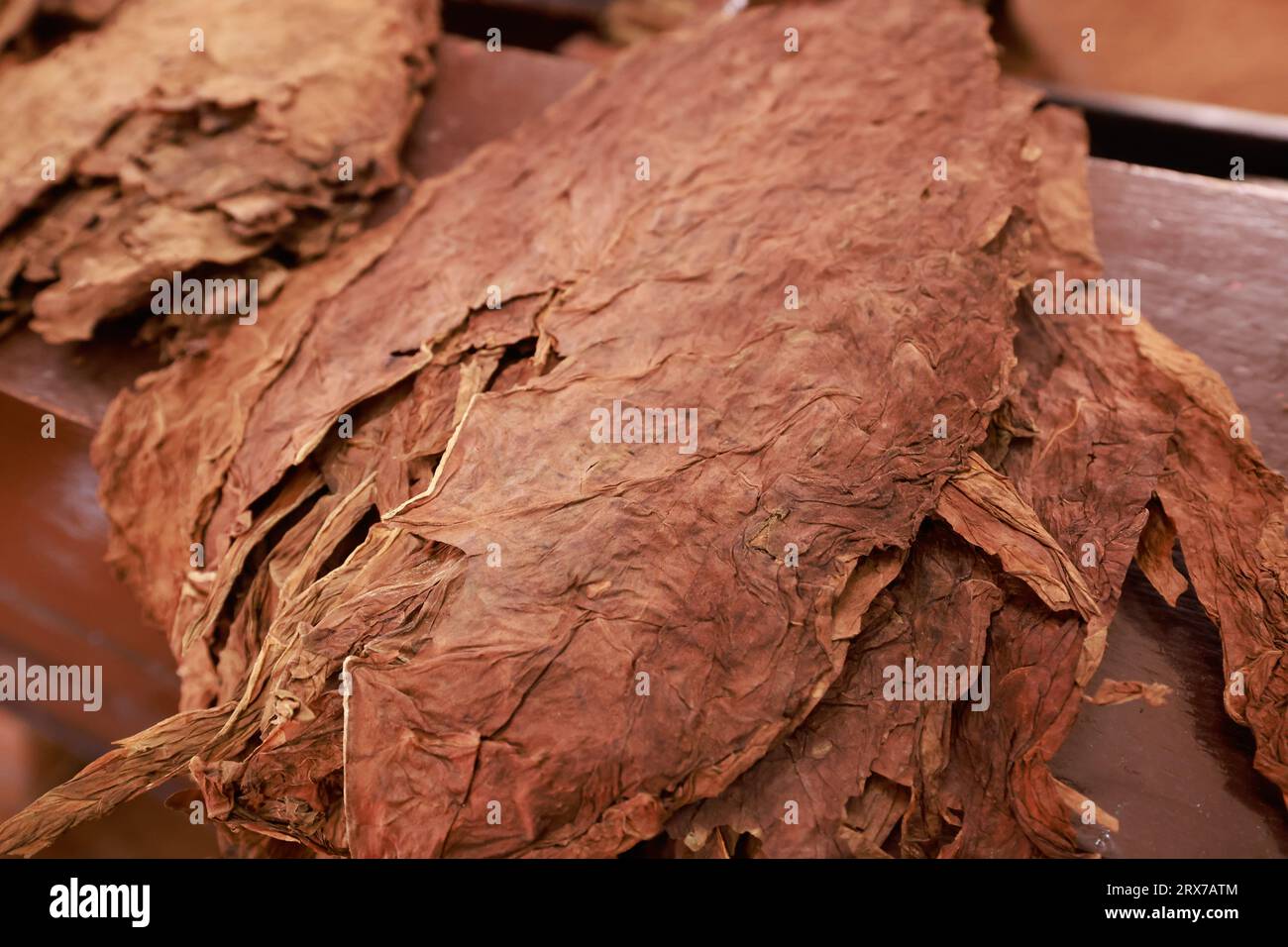 Getrocknete Tabakblätter auf Vorderseiten und verschwommener Stapel handgerollte kubanische Premium-Zigarren auf einem Holztisch zur Herstellung. Die besten Zigarren der Welt Stockfoto