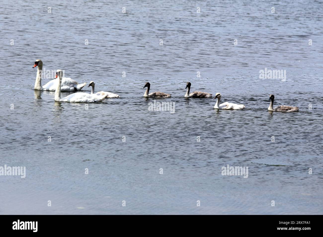 Swan-Familie, Long Island, New York Stockfoto