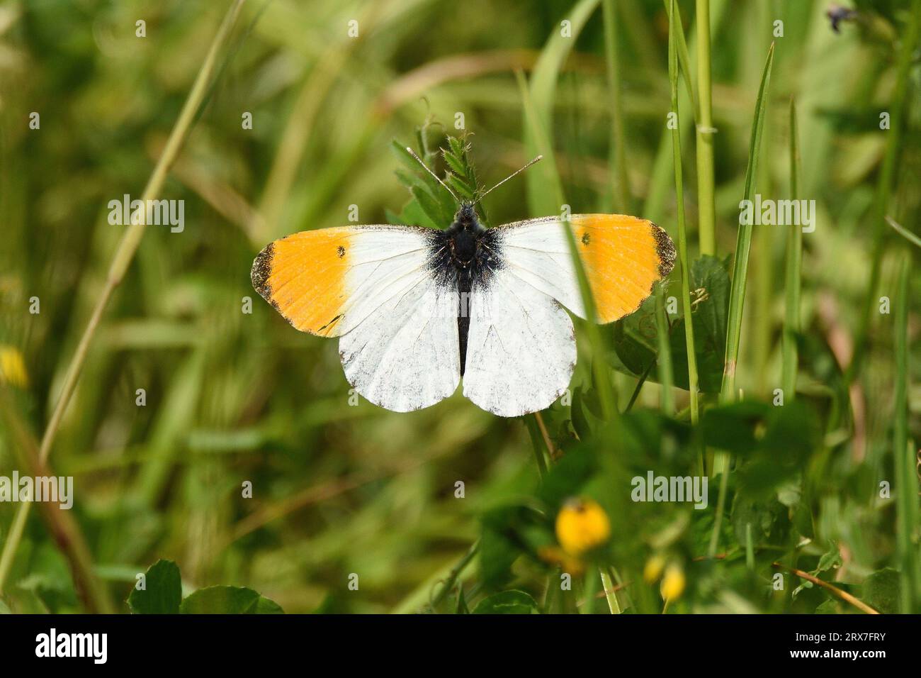 Männlicher Orangenspitzenfalter, der an einem sonnigen Morgen auf einer Frühlingswiese ruht. Essex, England, Großbritannien. Stockfoto