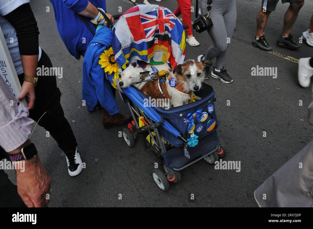 Frau bringt Hunde zum Londoner Nationalfeiertag zurück Stockfoto