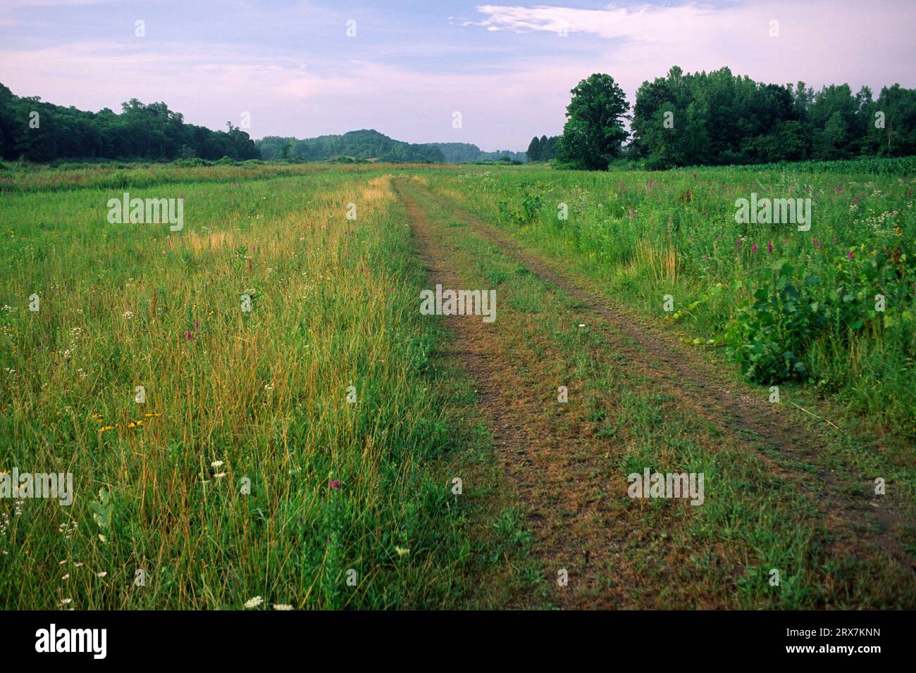 Trail in der Nähe von Headquarters Pond, Howland Island Wildlife Management Area, New York Stockfoto