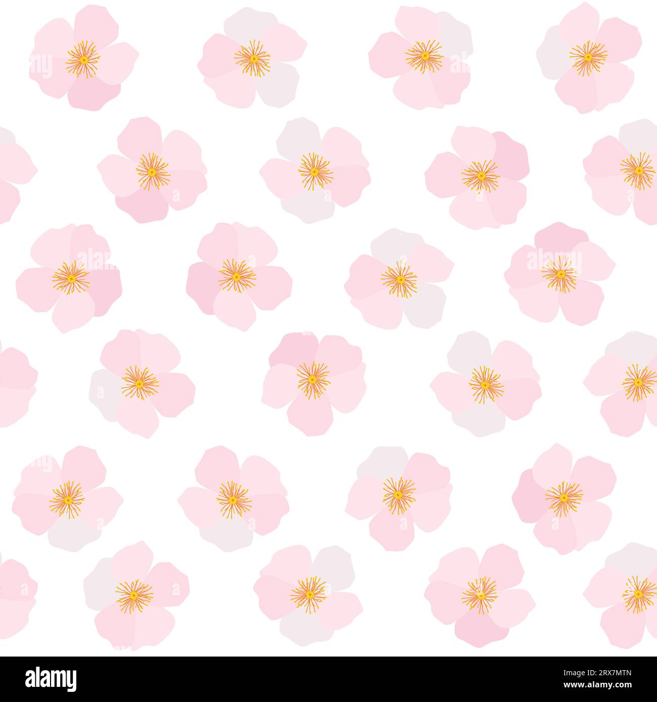 Zarte rosa Kirschblüten auf weißem Hintergrund Stock Vektor