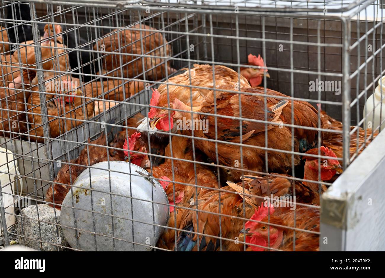 Hühnchen in Drahtkäfigen auf dem Markt, verkauft zur Eiablage Stockfoto