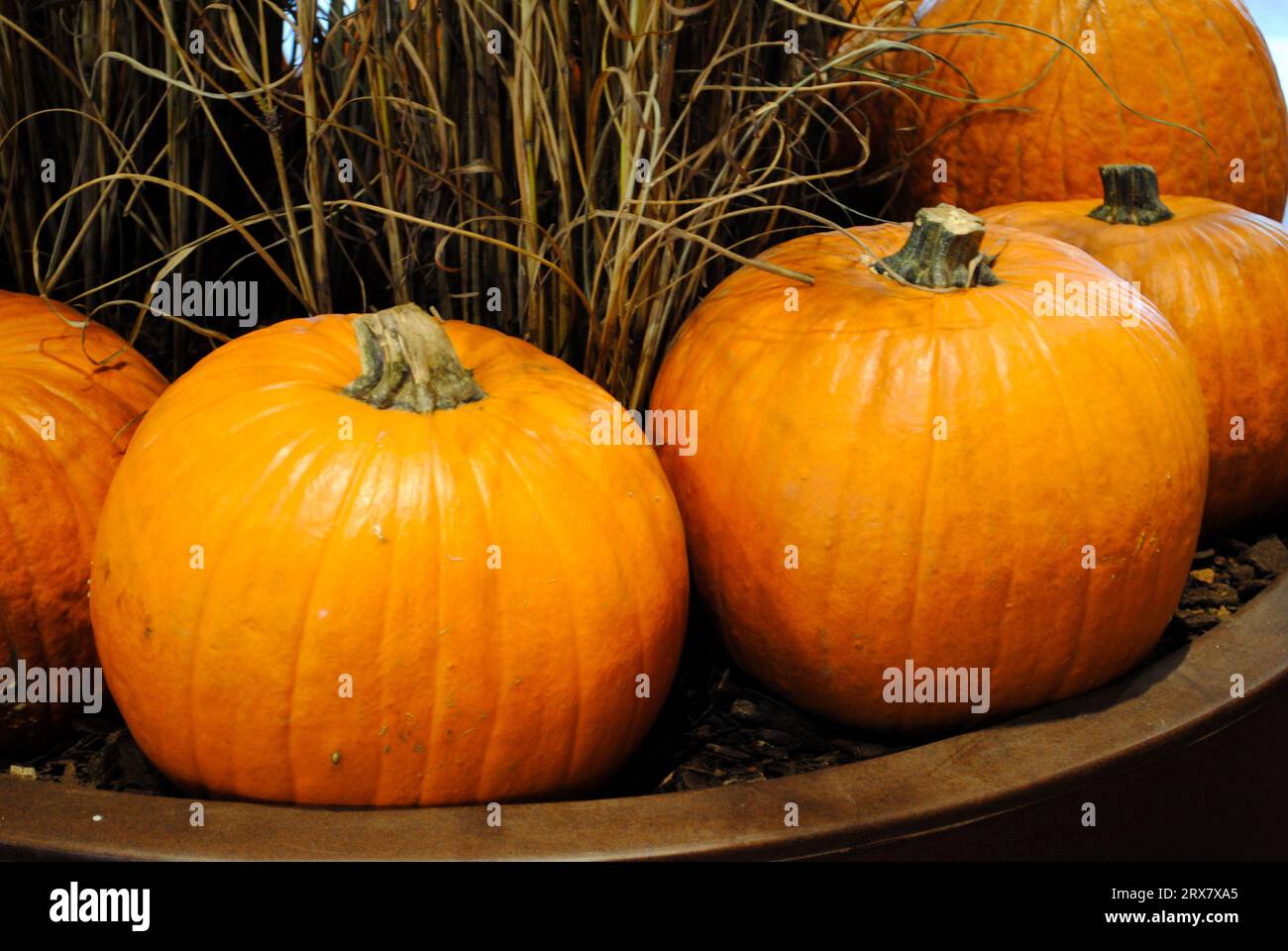 Set mit Kürbissen für Halloween-Veranstaltungen auch ab Herbst Stockfoto