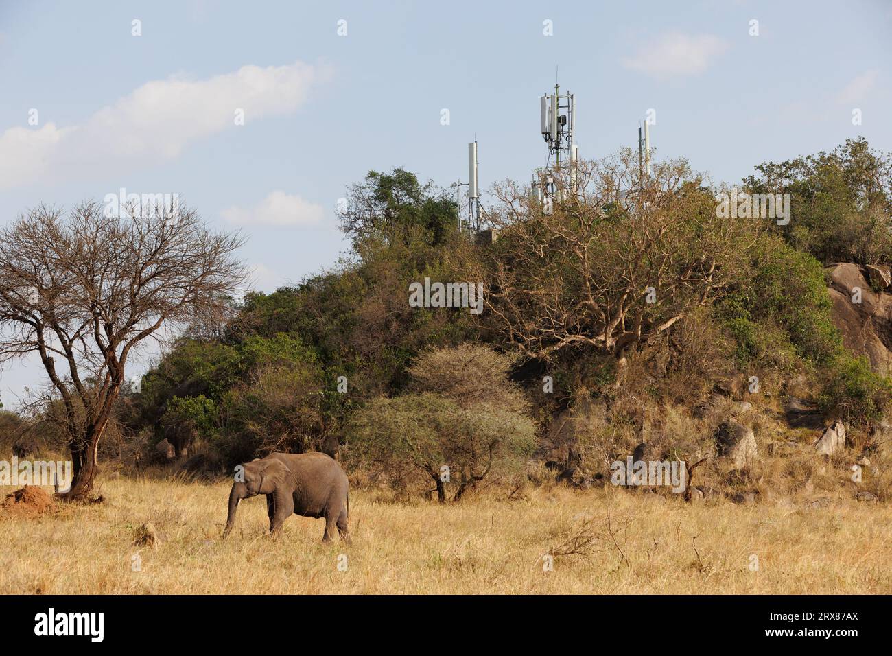 Serengeti-Nationalpark, Kenia. September 2023. Elefanten grasen auf einer grasbewachsenen Ebene vor Mobilfunktürmen auf einem baumbedeckten Hügel. Stockfoto