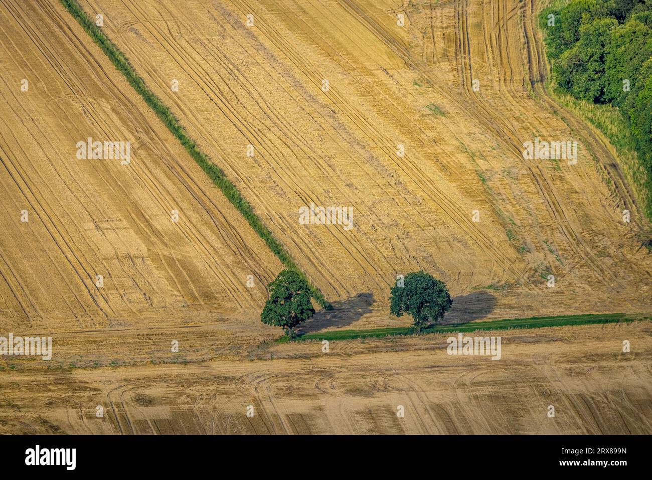 Luftaufnahme, zwei Bäume auf Wiesen und Feldern bei Uffelbach, Werl, Werl-Unnaer Börde, Nordrhein-Westfalen, Deutschland, 2 Bäume, Baum, Baum auf Wiese, Av Stockfoto