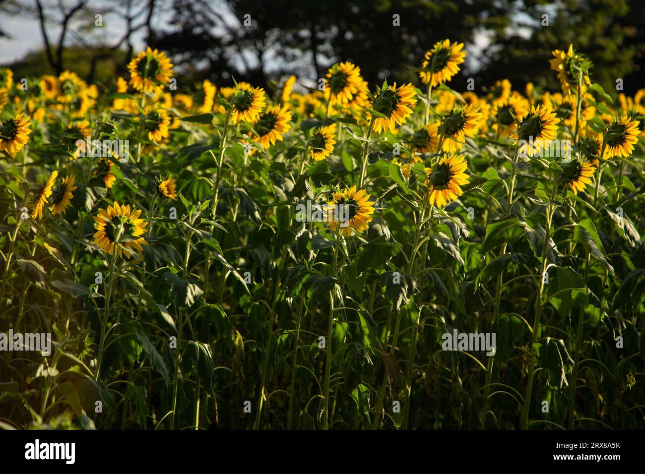 Goiânia, Goias, Brasilien – 10. Mai 2023: Detail einer kleinen Sonnenblumenplantage in Bela Vista de Goiás. Stockfoto