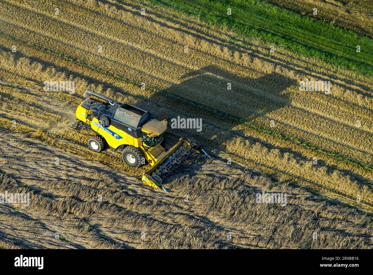 Luftaufnahme, Feldbearbeitung mit Landmaschinen, Getreidemähen, Sönnern, Werl, Werl-Unnaer Börde, Nordrhein-Westfalen, Deutschland, Landwirtschafts-lan Stockfoto