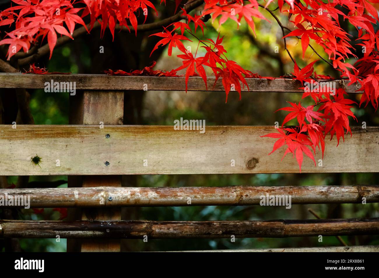Japanische Ahorne mit roten Herbstblättern schmücken die Seitenstraßen von Kamakura Stockfoto