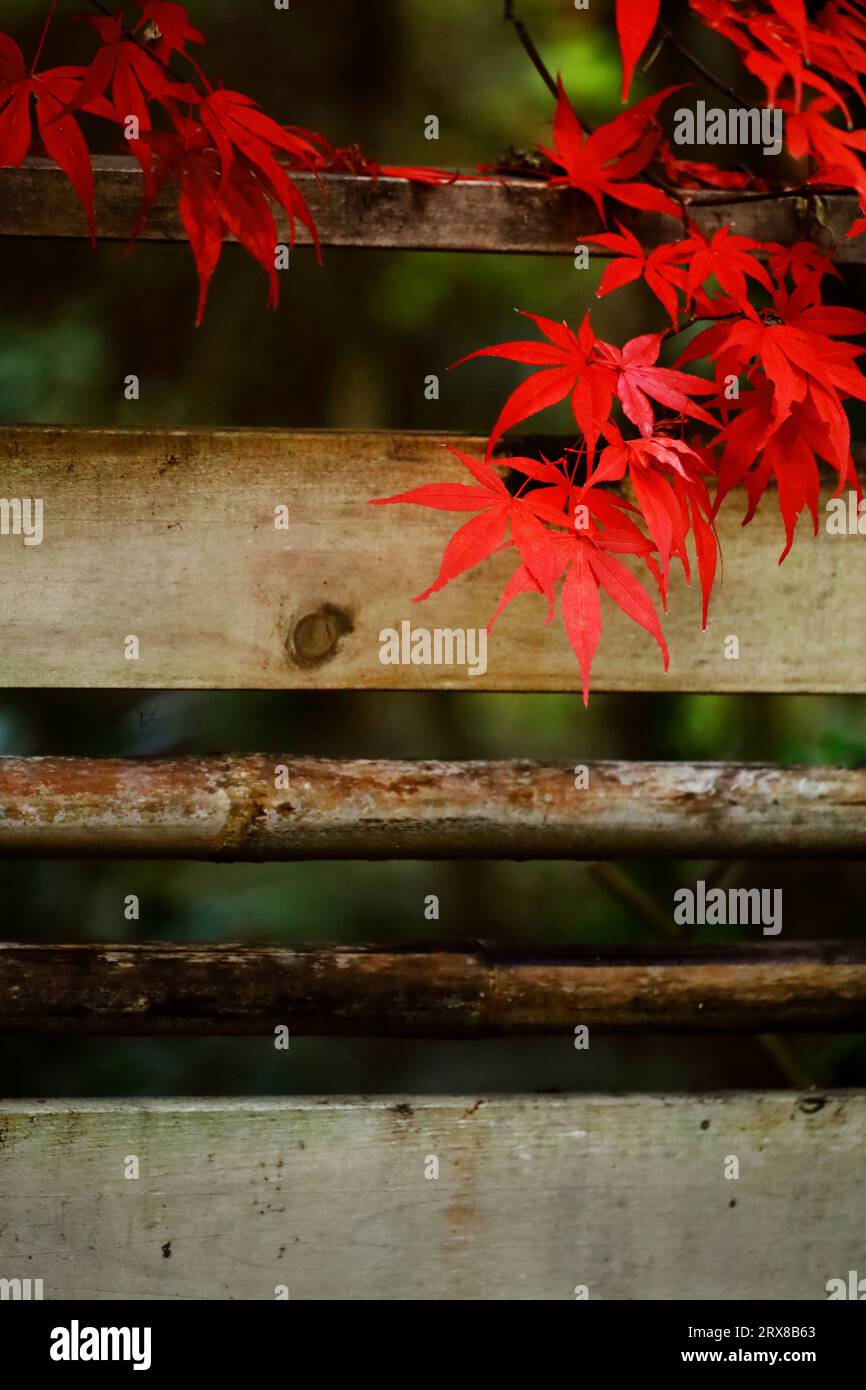 Japanische Ahorne mit roten Herbstblättern schmücken die Seitenstraßen von Kamakura Stockfoto