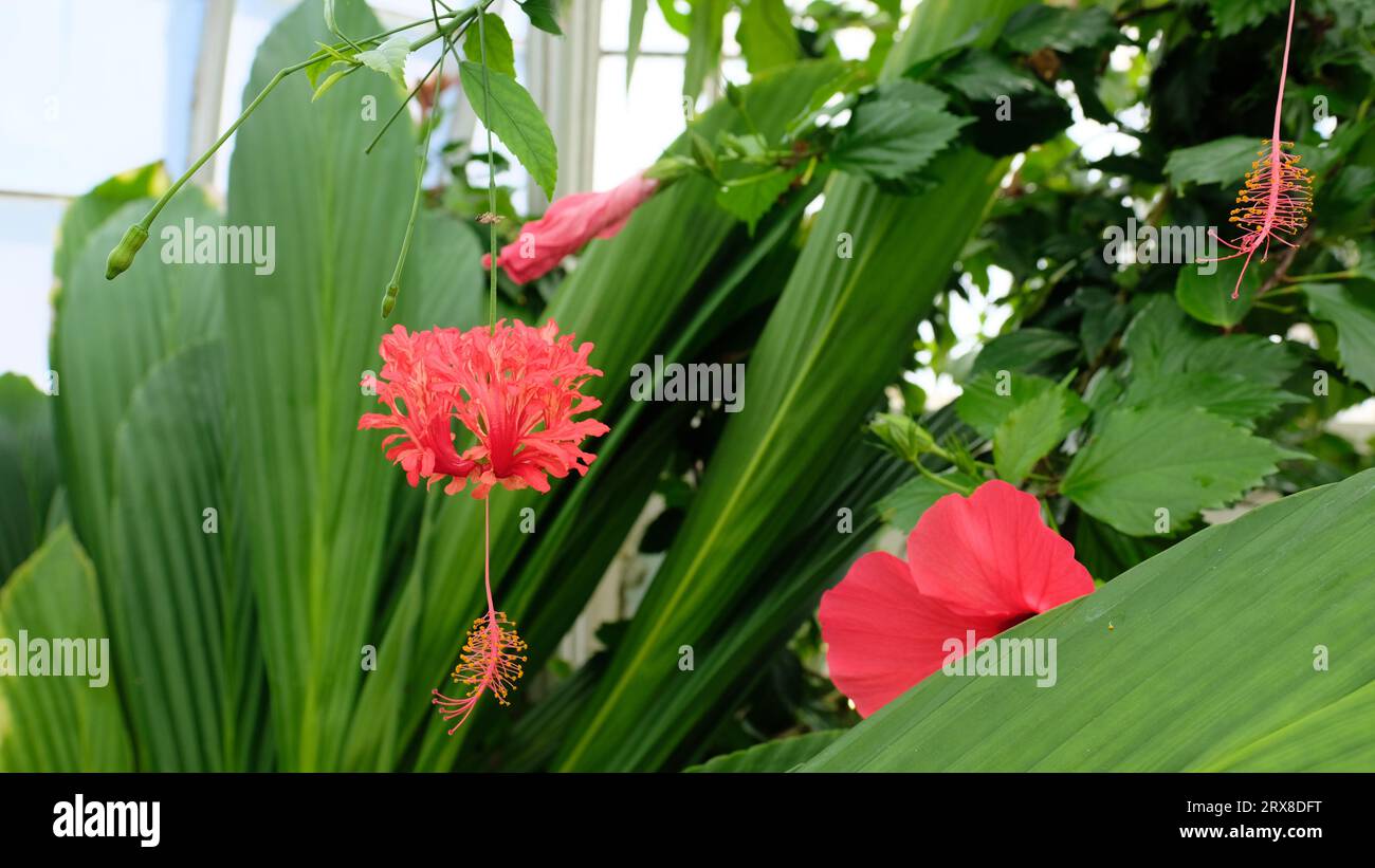 Hibiscus schizopetalus, eine Hibiskuspflanze, auch bekannt als gesäumte Rosmarin, japanische Laterne, Korallenhibiskus und Spinnenhibiskus; Zierpflanzen. Stockfoto