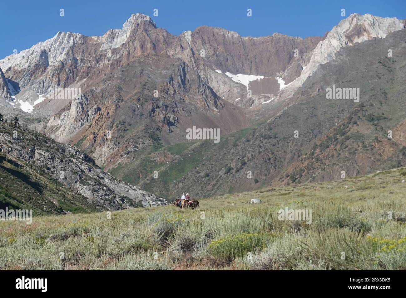 Der Maultierzug fährt den McGee Creek Canyon hinauf in die östlichen Berge der Sierra Nevada, Kalifornien, USA Stockfoto