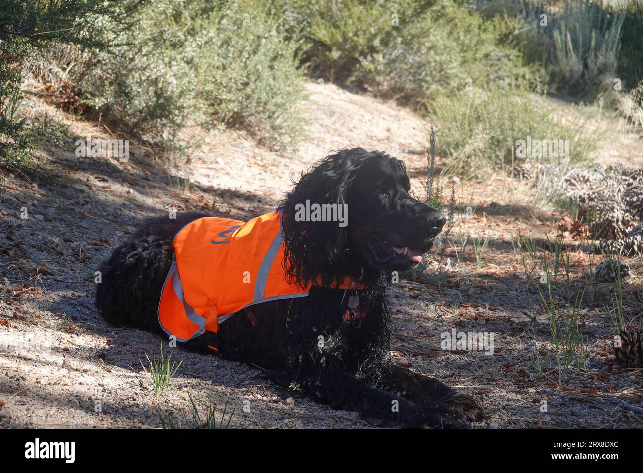 Hund mit hoch sichtbarer reflektierender Sicherheitsweste Stockfoto