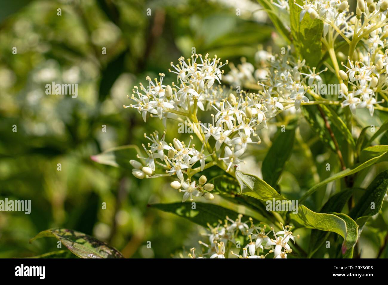 Kleine weiße blüten mit gelben zentren -Fotos und -Bildmaterial in hoher  Auflösung – Alamy