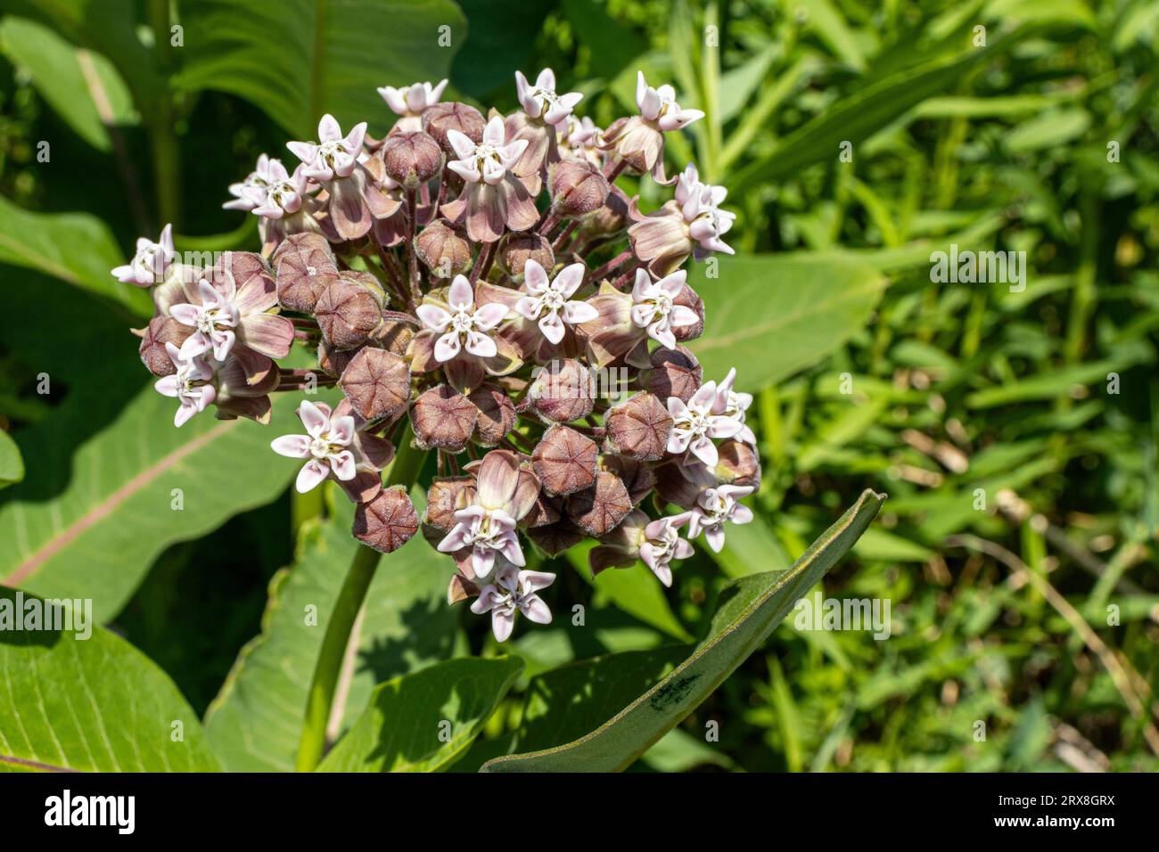 Cluster von kleinen weißen Blüten mit rosa-braunen Knospen - grüne Pflanze mit großen Blättern - Feld von grünen Pflanzen im Hintergrund - helles Sonnenlicht Stockfoto