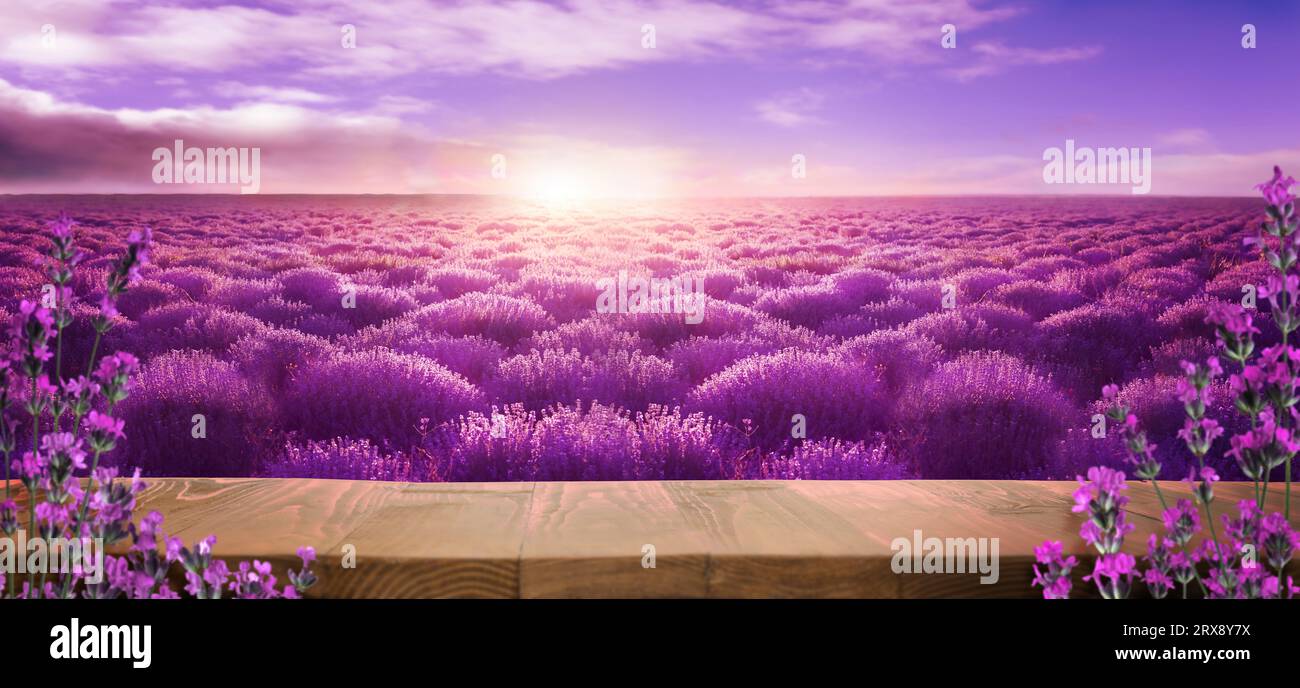 Holzterrasse zwischen blühendem Lavendelfeld bei Sonnenuntergang. Bannerdesign mit Platz für Text Stockfoto