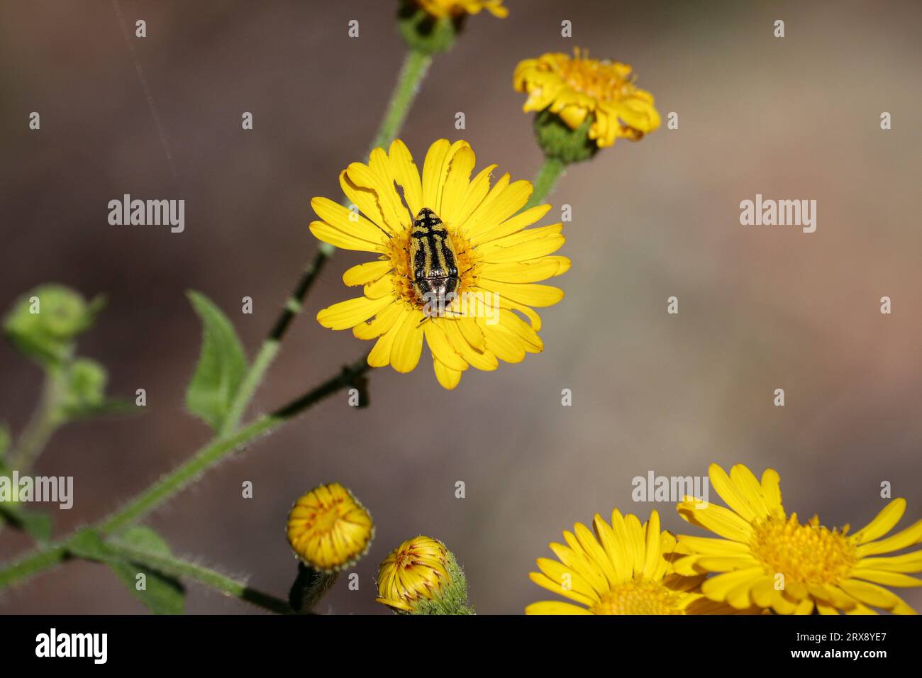 Metallholzkäfer oder Acmaeodera, die sich von einer gelben Asterblume im Rumsey Park in Payson, Arizona, ernähren. Stockfoto