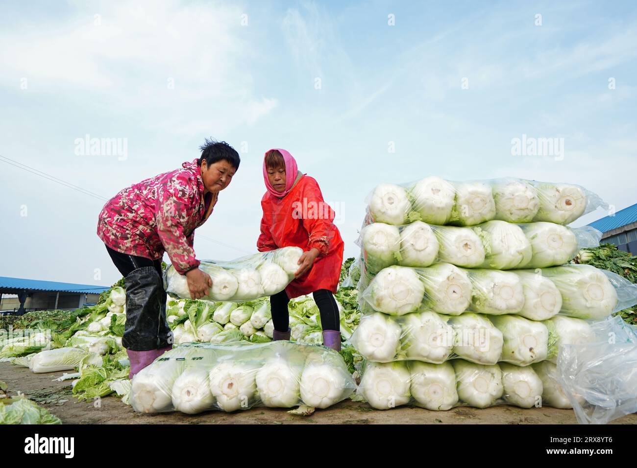 Luannan County, China - 18. November 2022: Bauernfrauen packen Kohl und laden ihn auf LKWs für den Export, Luannan County, Provinz Hebei, China Stockfoto