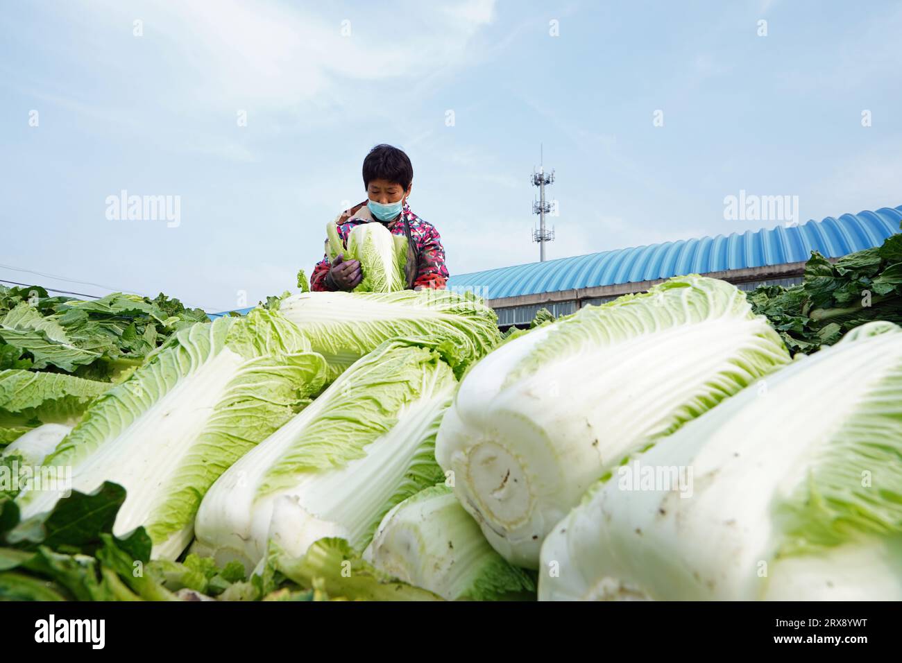 Luannan County, China - 18. November 2022: Bauernfrauen packen Kohl und laden ihn auf LKWs für den Export, Luannan County, Provinz Hebei, China Stockfoto