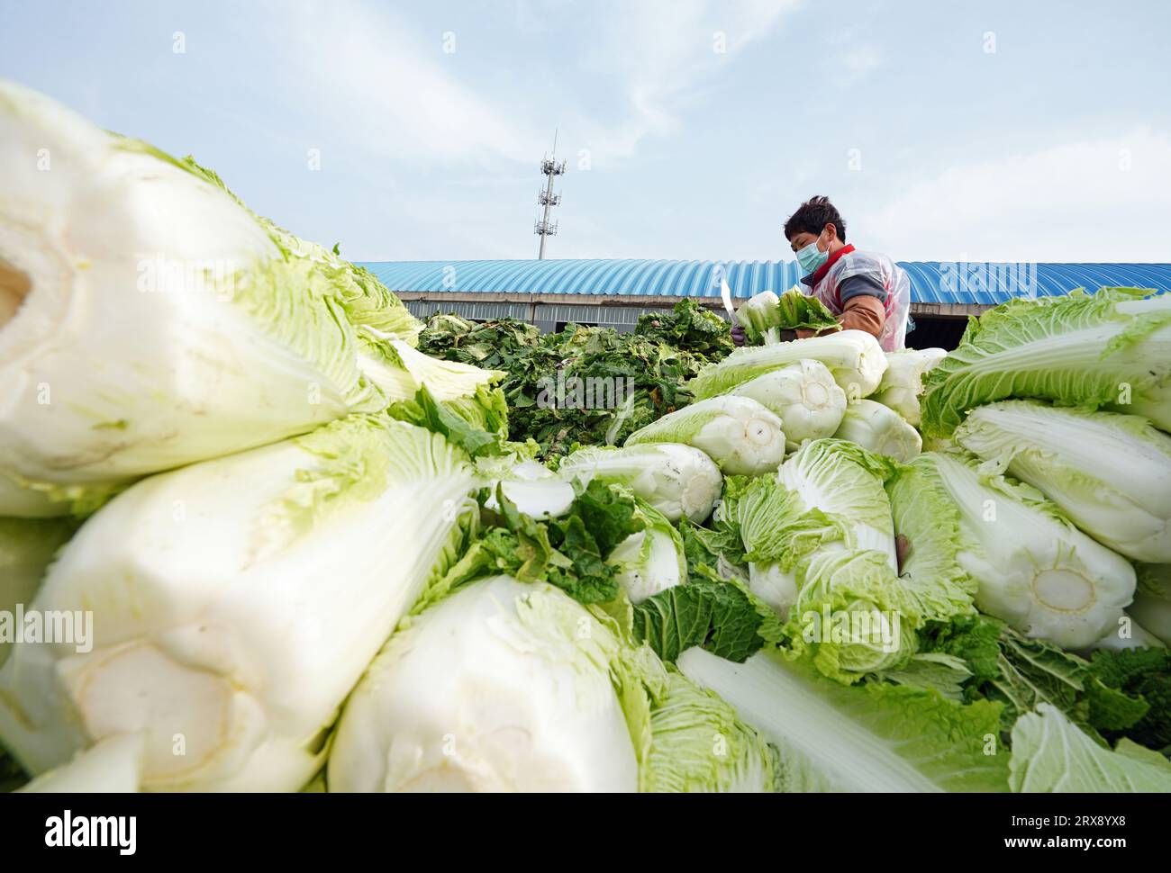 Luannan County, China - 18. November 2022: Bauernfrauen packen Kohl und laden ihn auf LKWs für den Export, Luannan County, Provinz Hebei, China Stockfoto