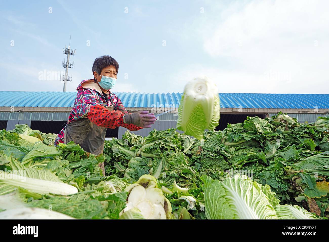 Luannan County, China - 18. November 2022: Bauernfrauen packen Kohl und laden ihn auf LKWs für den Export, Luannan County, Provinz Hebei, China Stockfoto