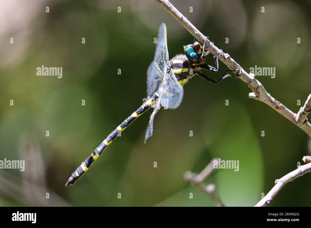 Apache Spiketail oder Cordulegaster diadema auf einem Zweig am Horton Creek bei Payson, Arizona. Stockfoto