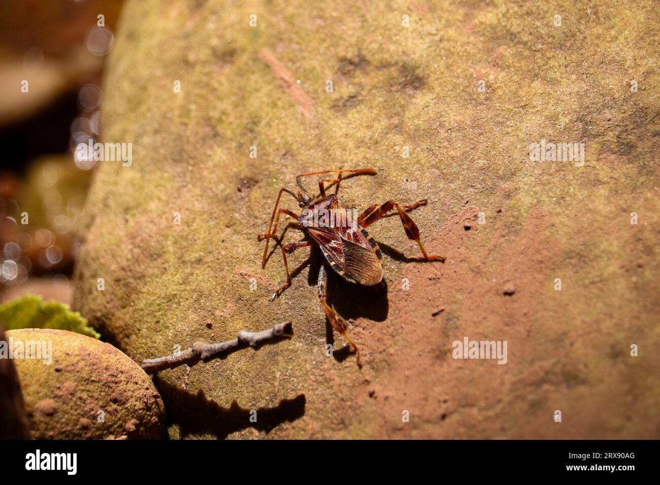 Westliche Nadelkäfer oder Leptoglossus occidentalis auf einem Felsen auf den Tonto Creek Trails in der Nähe von Payson, Arizona. Stockfoto