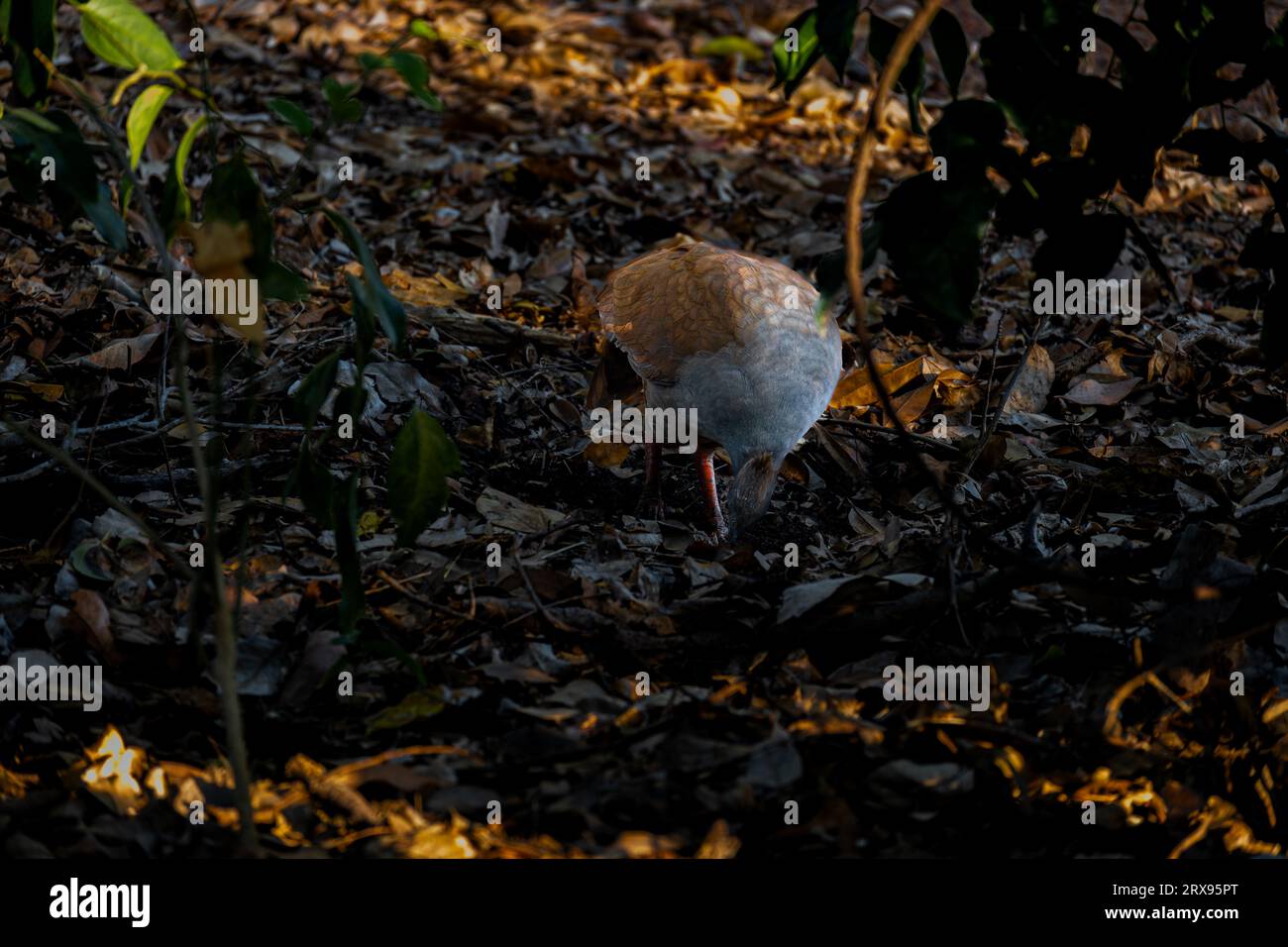 Ein australisches orangenes Scrubfowl, das im Schatten des Waldbodens nach Nahrung sucht. Stockfoto