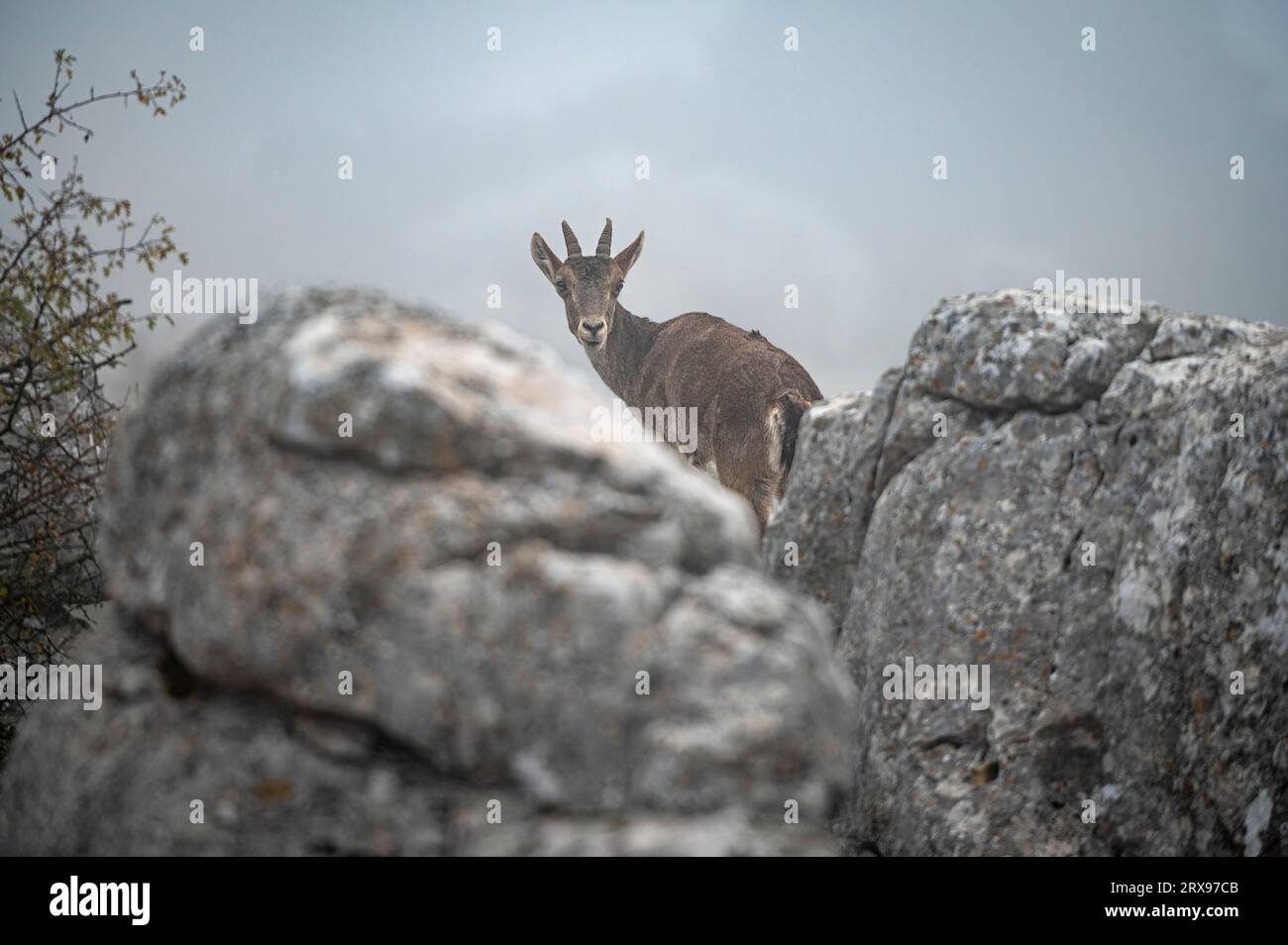Spanische Steinböcke (Capra pyrenaica) Weibchen auf einem Aussichtspunkt zwischen Felsen an einem nebeligen Morgen. Torcal de Antequera, Provinz Malaga, Andalusien, Spanien. Stockfoto