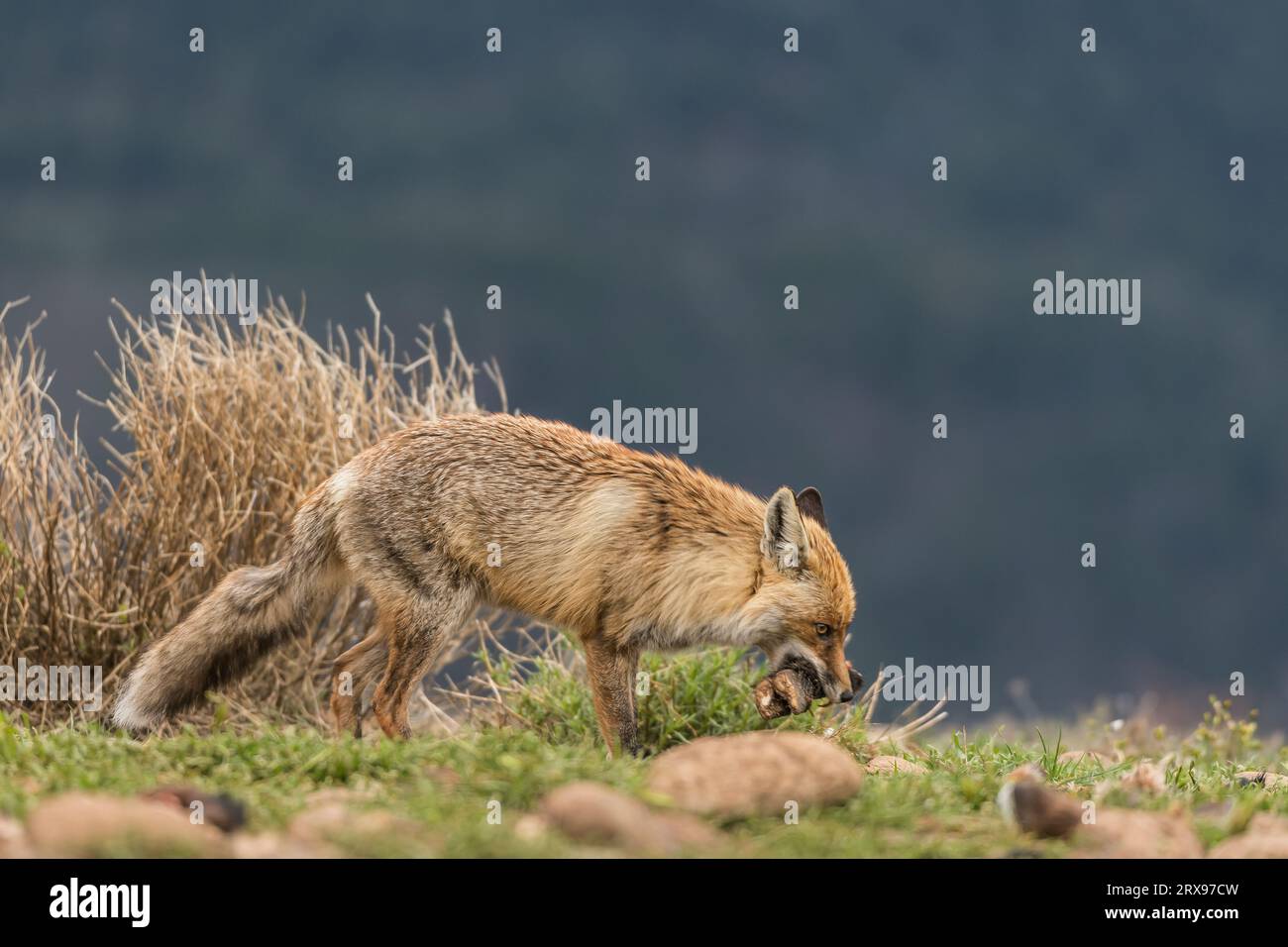 Rotfuchs (Vulpes vulpes), der den Hufschwein in seinem Mund trägt. Pyrenäen, Spanien. Stockfoto