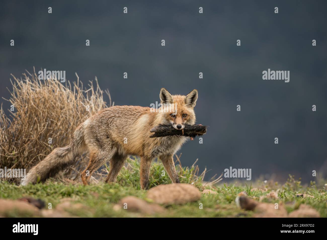 Der Rotfuchs (Vulpes vulpes) schaut auf die Kamera, die den Huf eines Wildschweins in seinem Mund trägt. Pyrenäen, Spanien. Stockfoto
