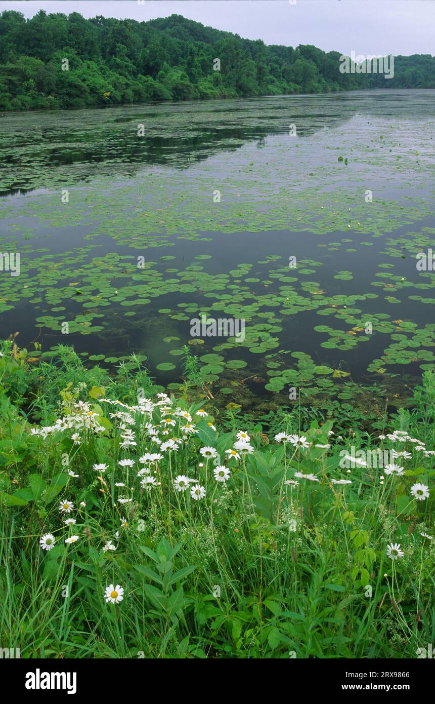 Daisies by Headquarters Pond, Howland Island Wildlife Management Area, New York Stockfoto