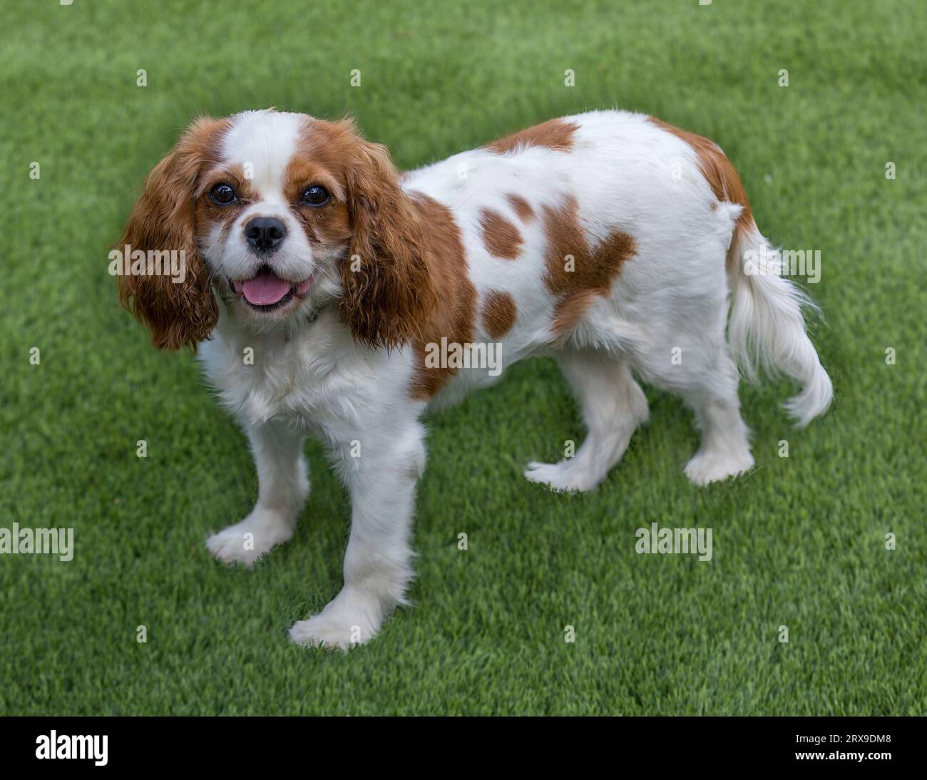 1-jähriges Blenheim (Kastanienweiß) King Charles Spaniel Hündchen. Hundeschlittenpark im Norden Kaliforniens. Stockfoto