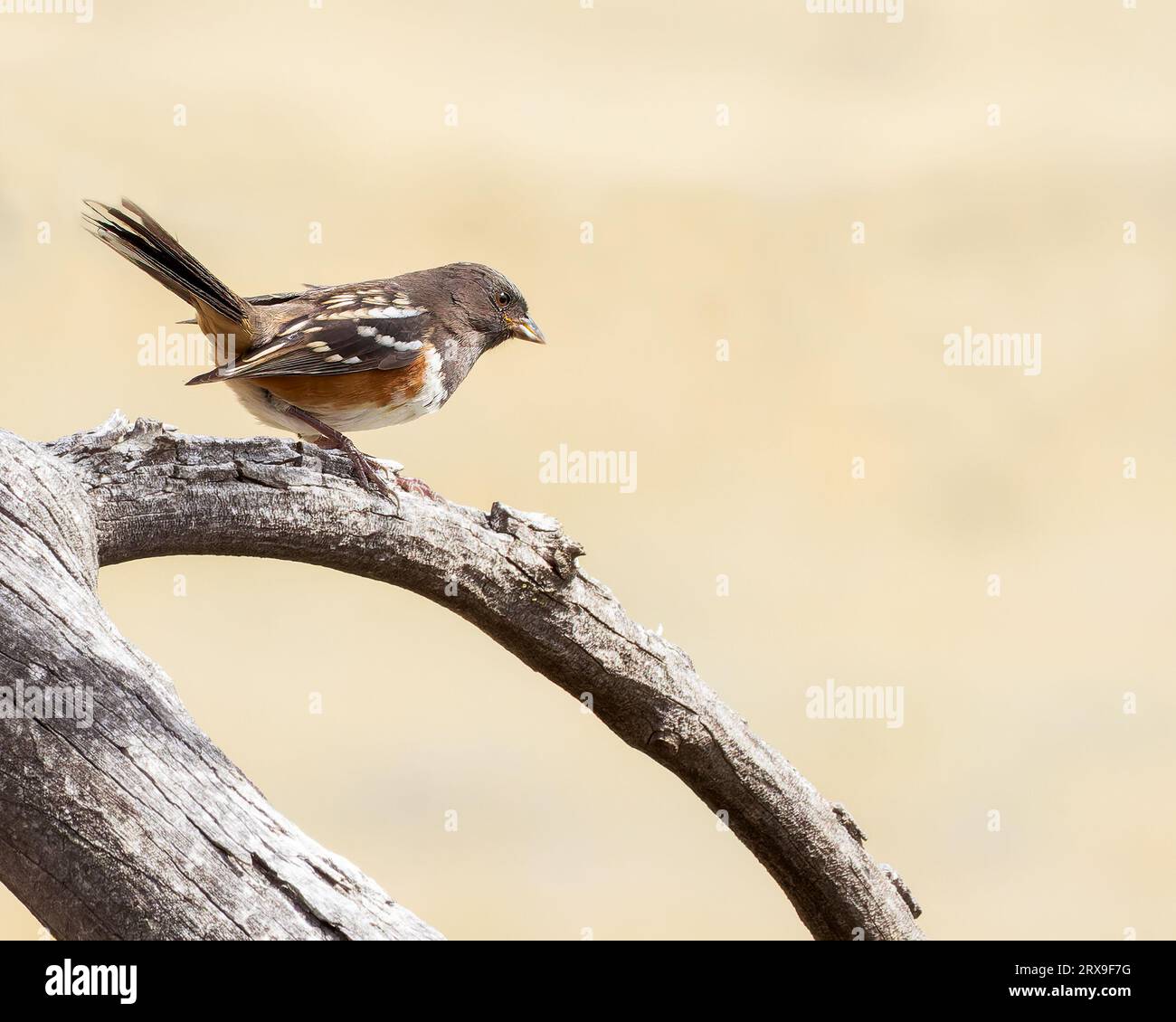Ein gefleckter Towhee sitzt auf einem Baumstamm in Wyoming Stockfoto