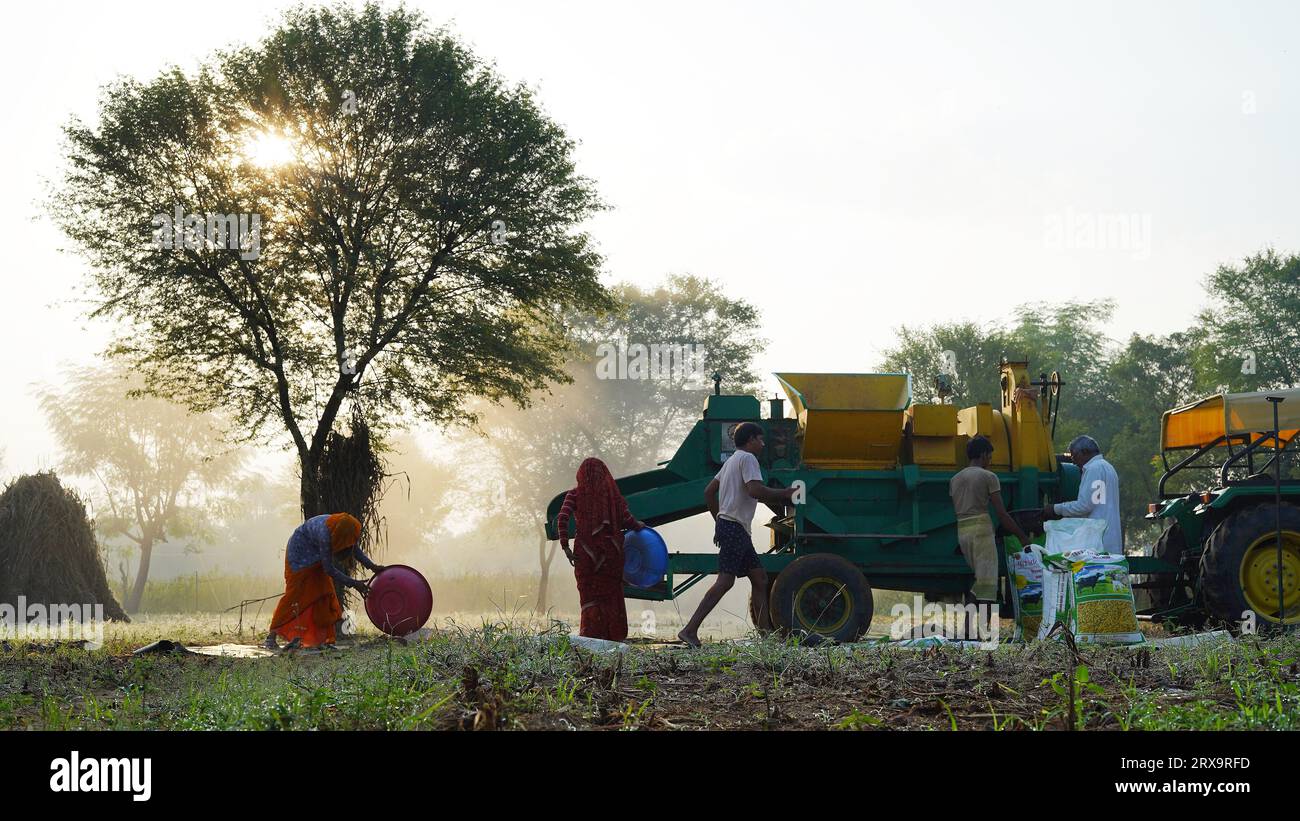 Dreschwerk, das Hirse während des Sonnenaufgangs erntet, asiatische Familienmitglieder, die auf landwirtschaftlichem Ackerland arbeiten. Indisches Landleben. September Stockfoto