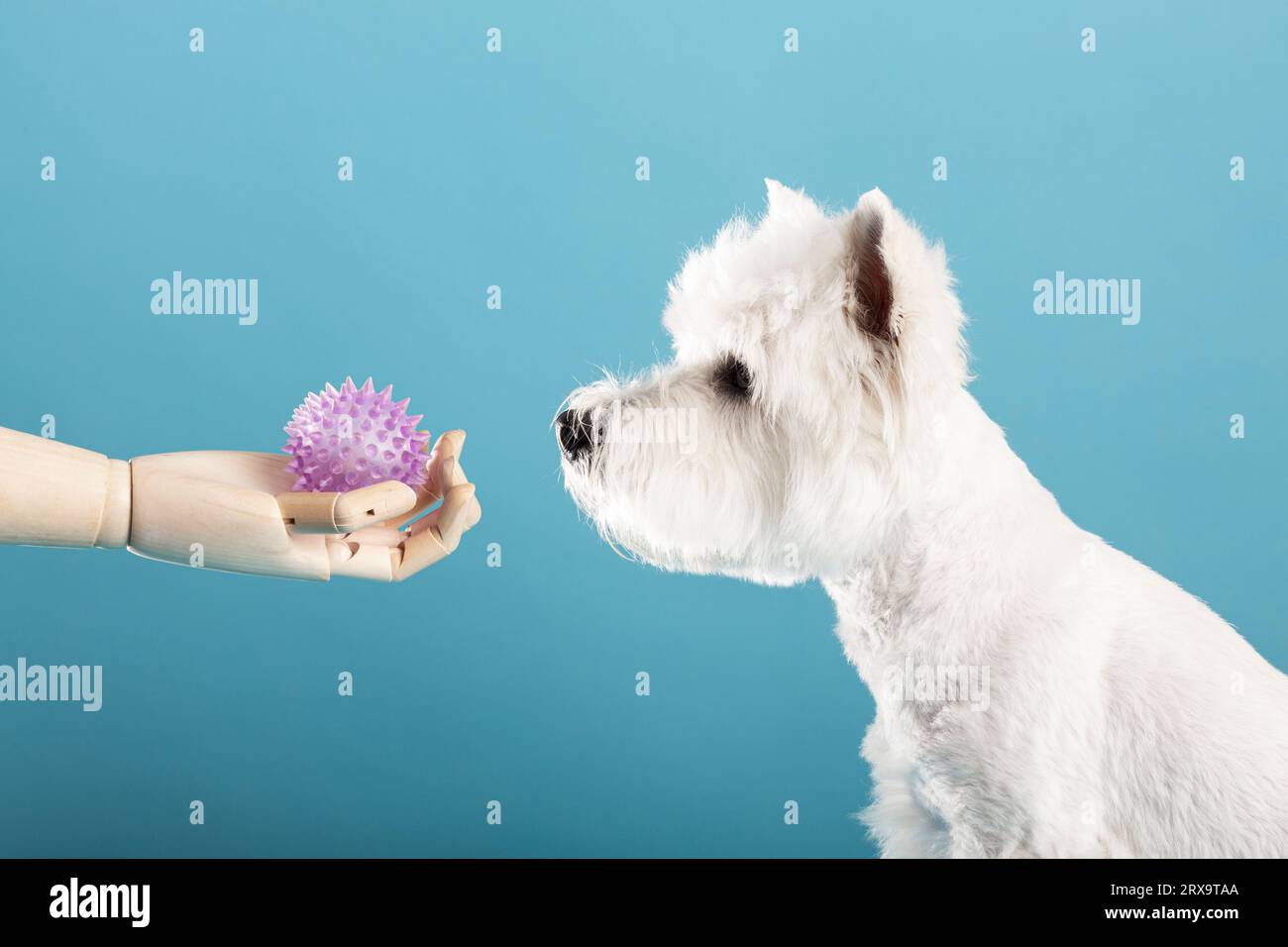 Roboterhand gibt einem Hund ein Spielzeug. Hochwertige Fotos Stockfoto