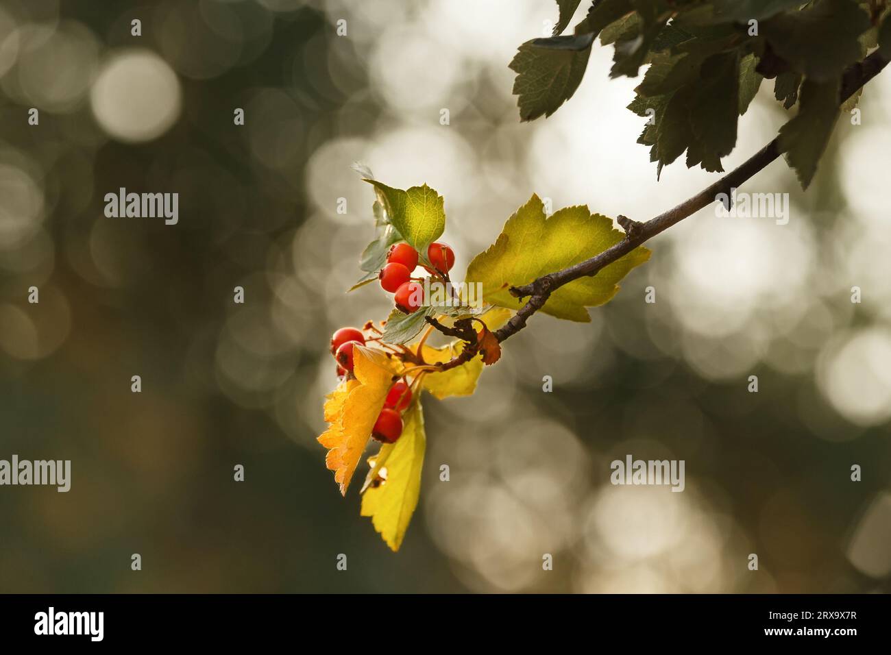 Reife Beeren und gelbe Weißdornblätter auf einem Ast, auf verschwommenem Hintergrund mit Bokeh, im Herbst Stockfoto