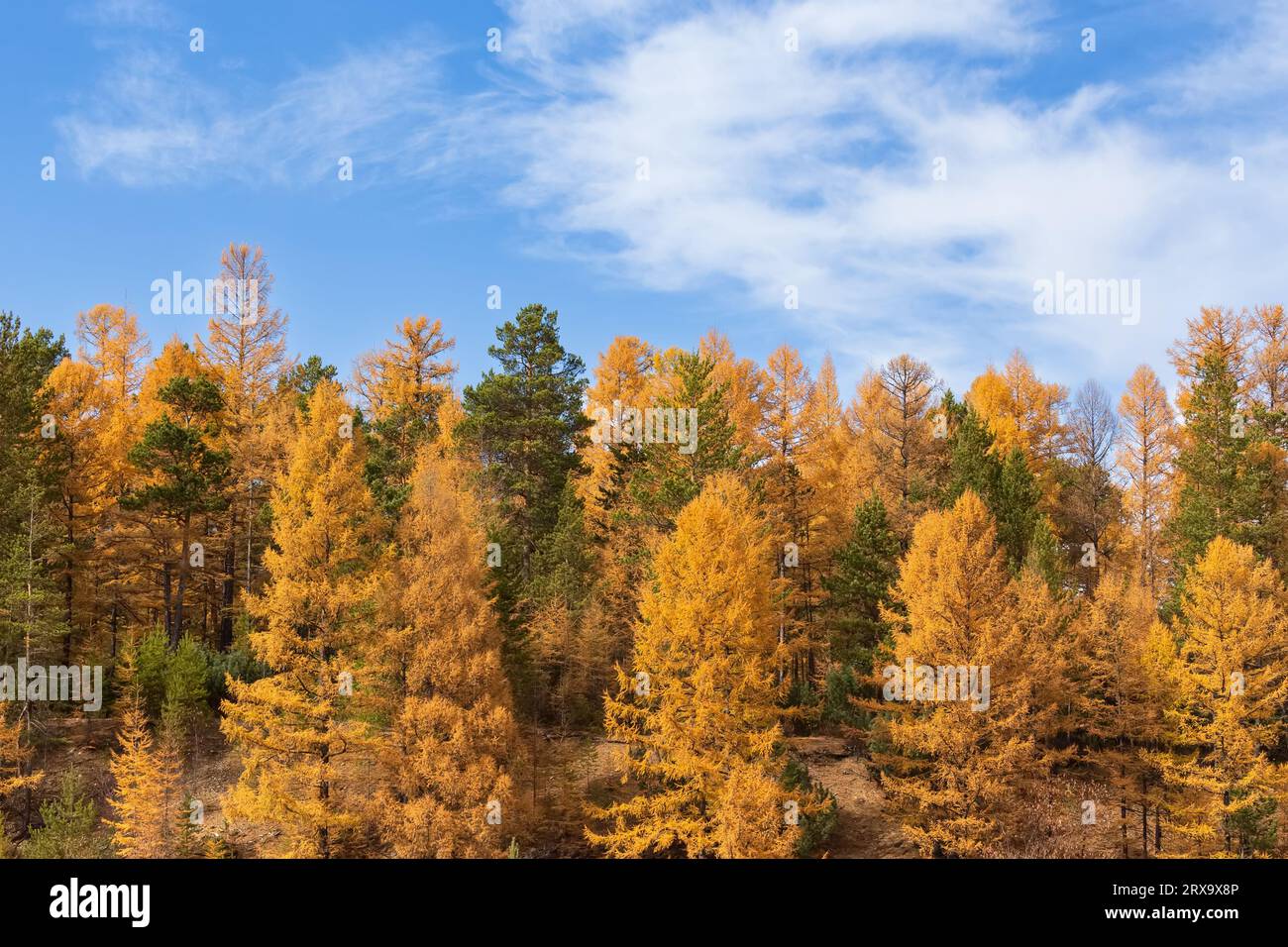 Heller Herbst-Nadelwald an einem klaren, sonnigen Tag Stockfoto