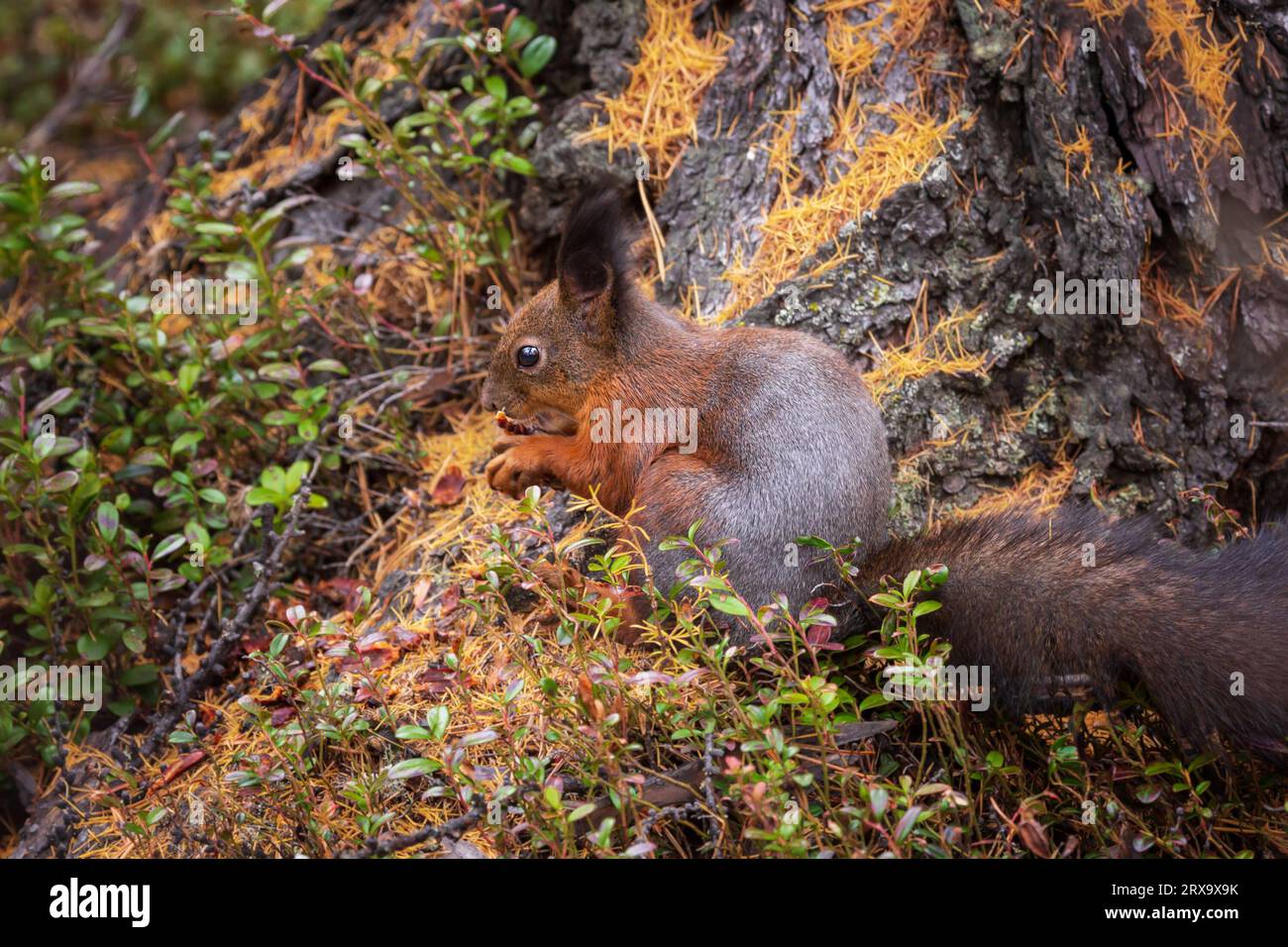 Rotes Eichhörnchen in einem Herbstwald mit gefallenen Lärchennadeln übersät. Nahaufnahme. Stockfoto