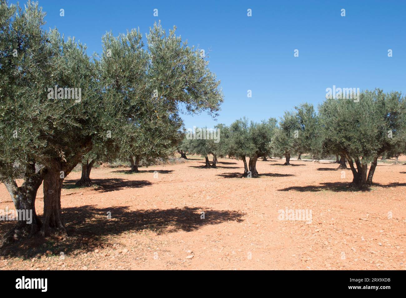 Olivar en España. Producción de aceite de oliva virgen extra Stockfoto