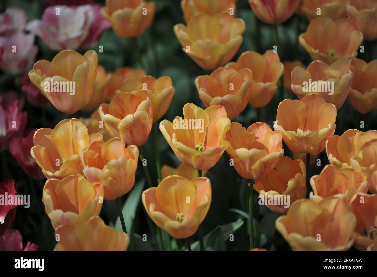 Orange Triumph Tulpen (Tulipa) Apricot Foxx blühen im April in einem Garten Stockfoto