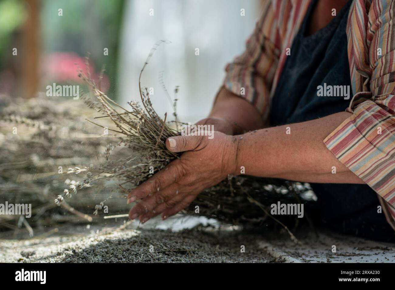 Alte Hausfrau mahlt getrocknetes Lavendel. Schwere Handarbeit. Kräuter und Gewürze zuhause anbauen Stockfoto