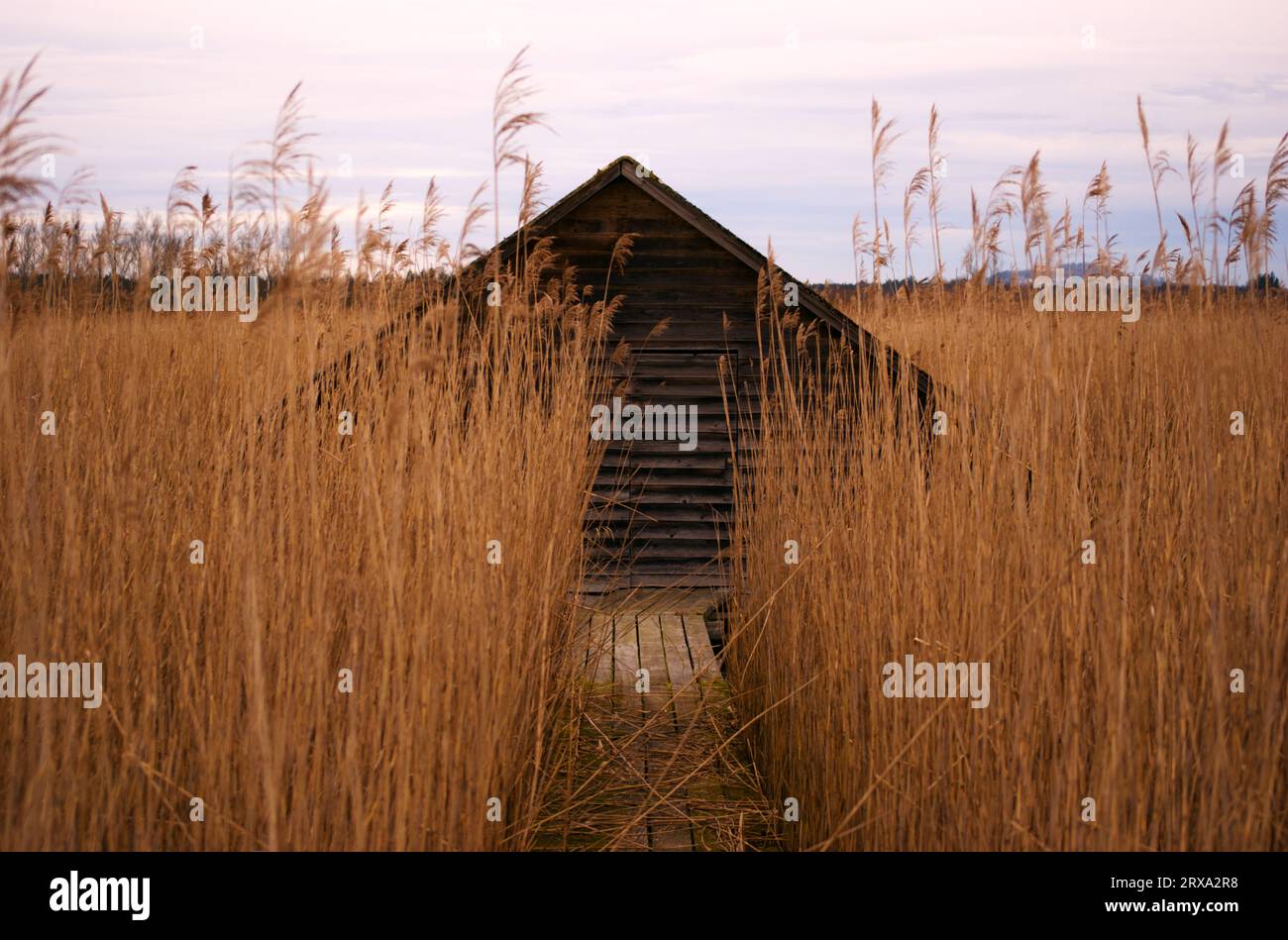 Hütte am Federsee Stockfoto