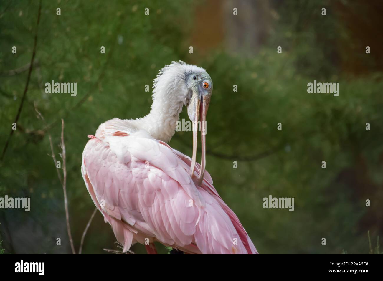 Roseate Spoonbill Vogelreinigungsfedern Stockfoto