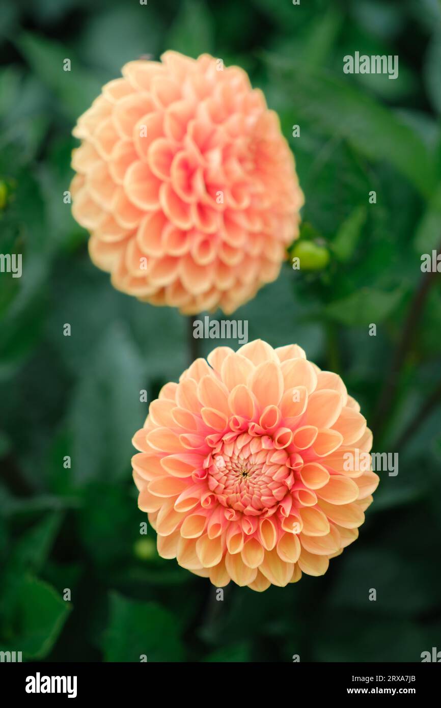 Nahaufnahme von Orange Dahlia Flowers. Stockfoto