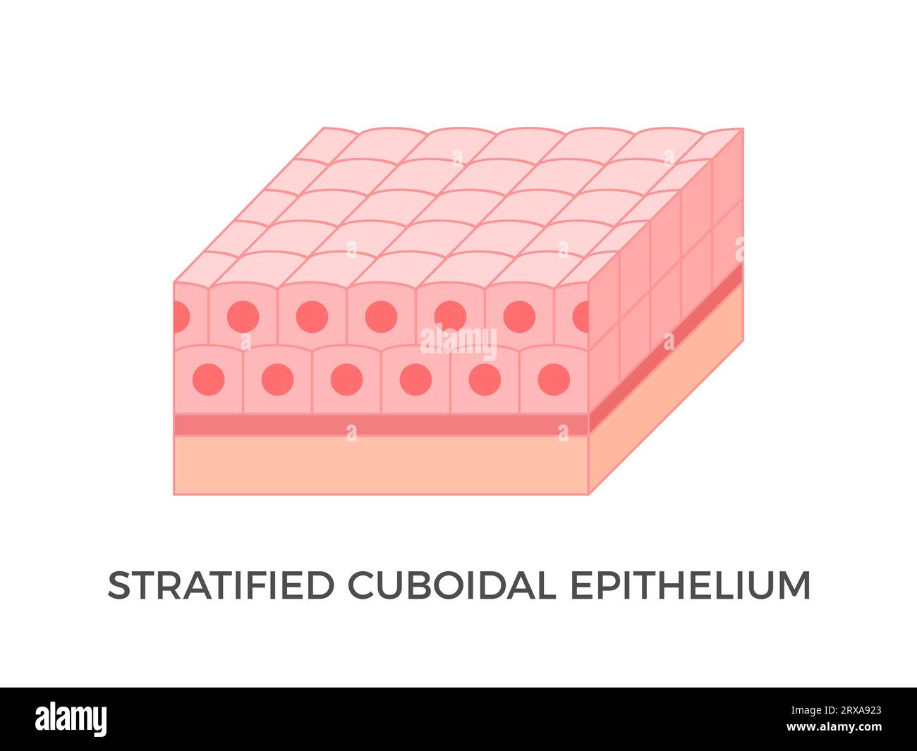 Stratifiziertes cuboidales Epithel. Epitheliale Gewebetypen. Mehrere Schichten würfelähnlicher Zellen. Tritt in den Ausscheidungswegen der Schweißdrüsen auf. Vektor Stock Vektor