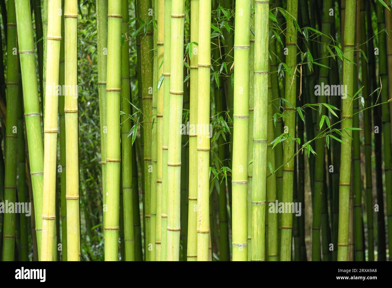 NAHAUFNAHME VON BAMBUSSTÄMMEN Stockfoto