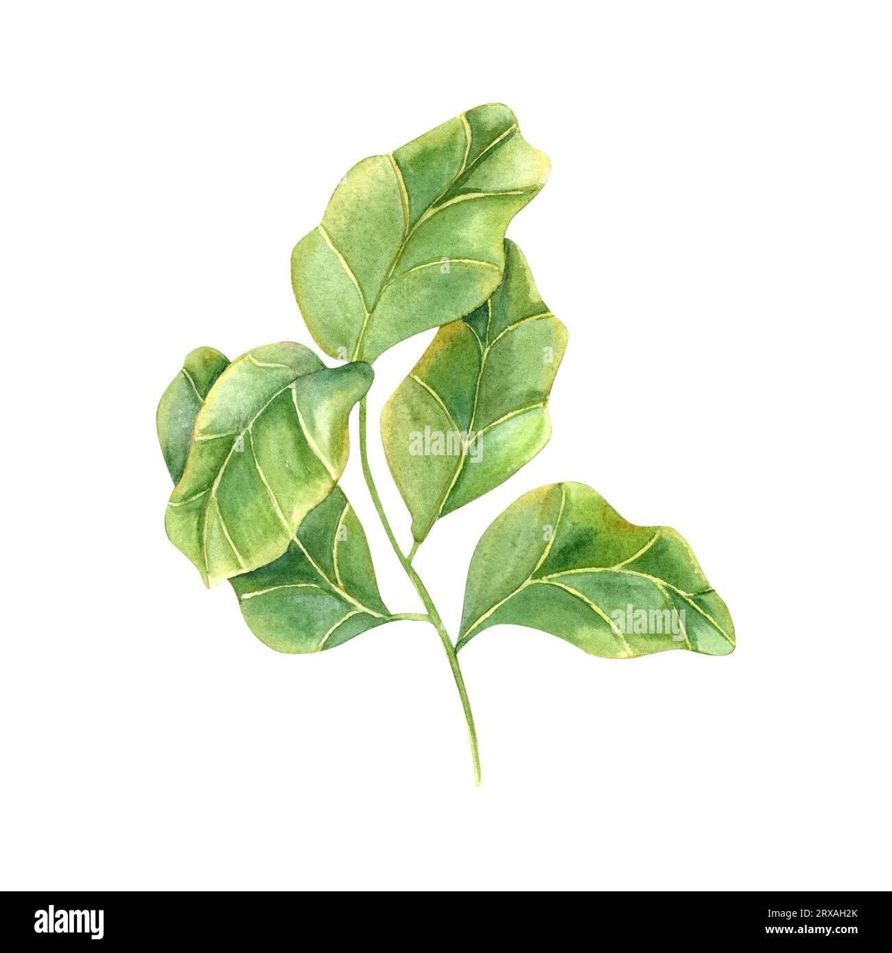 Stilvolle Pflanze mit riesigen grünen Blättern. Zimmerpflanzen mit Fidelblatt Feige. Ficus-Lyratzweig für den Indoor-Gartenbau. Für Inneneinrichtung, Designelement Stockfoto