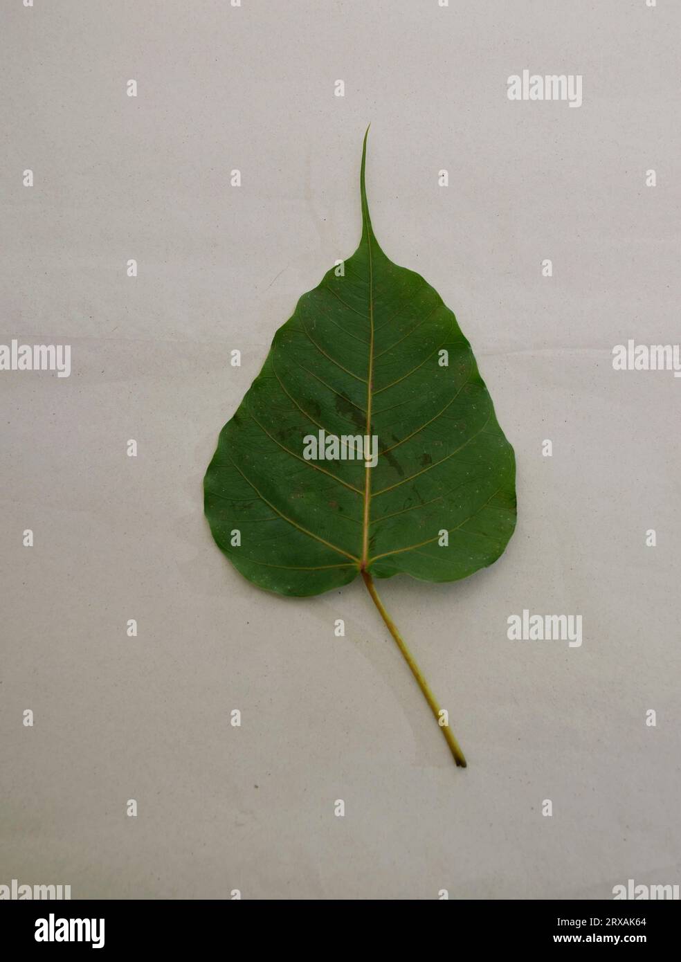 Heiliges Feigenblatt (Ficus religiosa L., Pipalbaum, Bohhi-Baum, Bo-Baum, Peepul) auf weißem Hintergrund Stockfoto